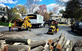 Best Leaf Removal  in Montclair, VA