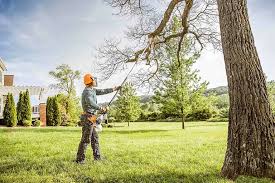 Best Storm Damage Tree Cleanup  in Montclair, VA