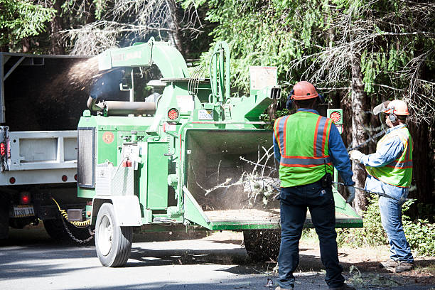 Best Weed Control  in Montclair, VA